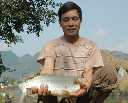 Phú Thọ nghiên cứu, sản xuất thành công giống cá bỗng quý hiếm