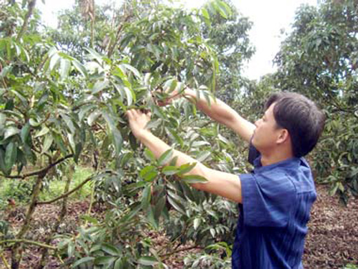 Chăm sóc vải sau thu hoạch