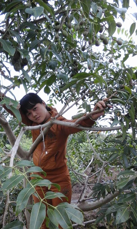 Cần thận trọng mở rộng diện tích trồng cây cóc Thái