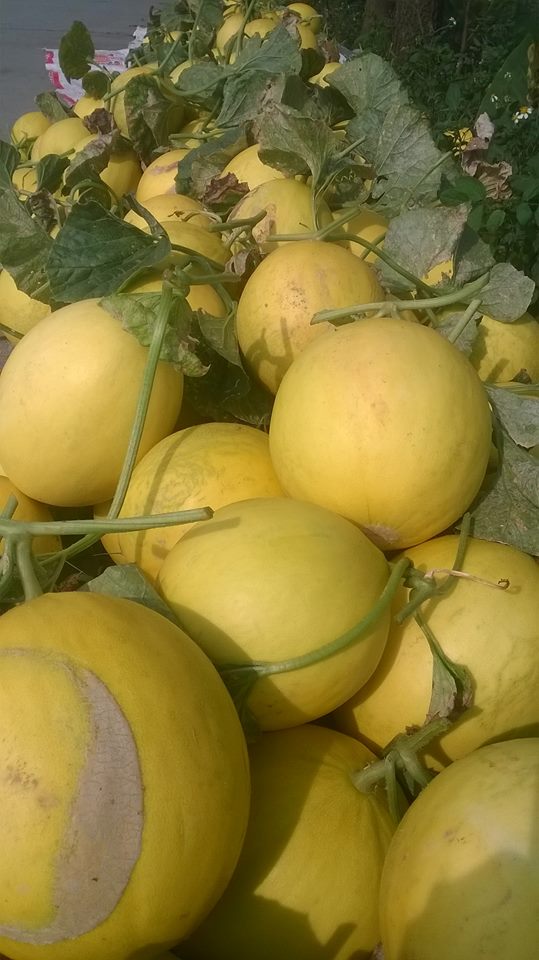 Triển vọng giống dưa Kim cô nương và dưa Kim Hoàng hậu