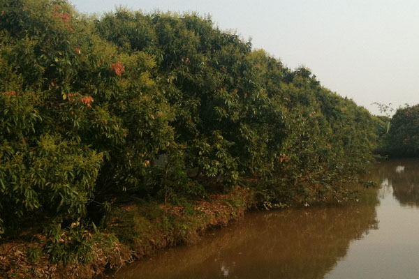 Hướng dẫn chăm sóc cây vải thời kỳ lộc thu