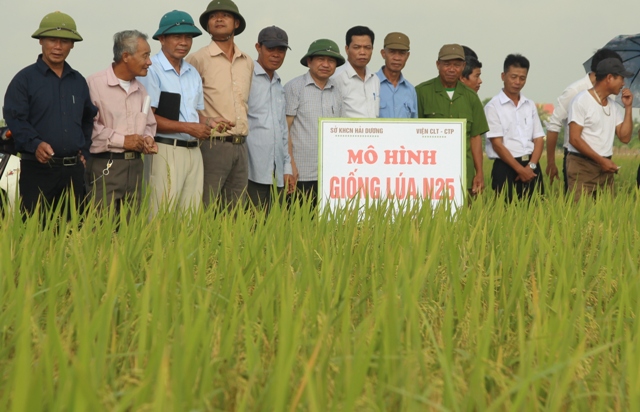 Kết quả xây dựng mô hình sản xuất giống lúa N25 phục vụ luân canh tăng vụ