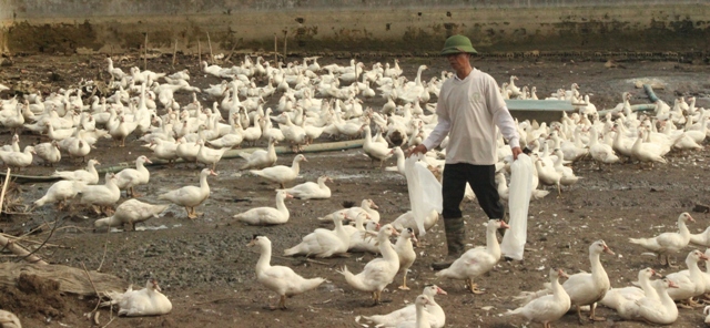 Hiệu quả chăn nuôi hai giống gia cầm mới