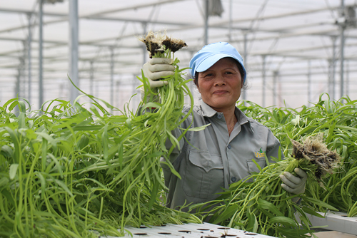 Nơi nông dân chỉ… "đo cây, ấn nút"