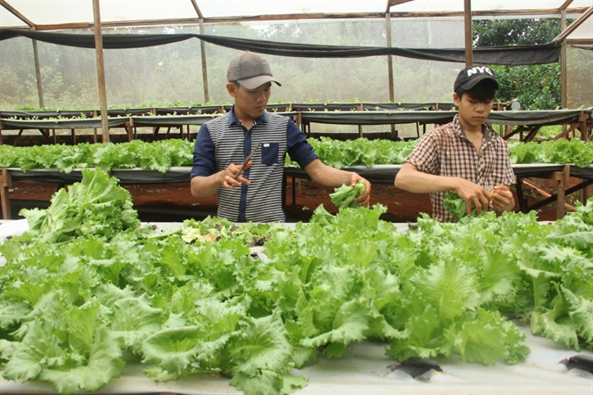 Trồng rau sạch bằng phương pháp thủy canh hồi lưu