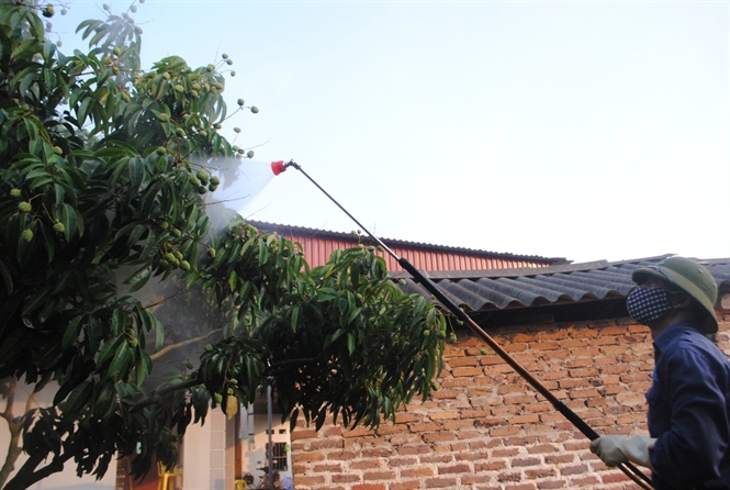 Kỹ thuật thâm canh vải chín sớm