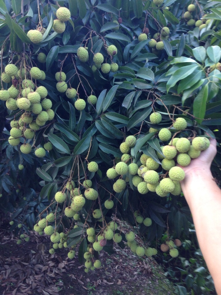 Thanh niên Đỗ Trọng Nghĩa làm giàu từ cây vải thiều trên đất Thanh Hà