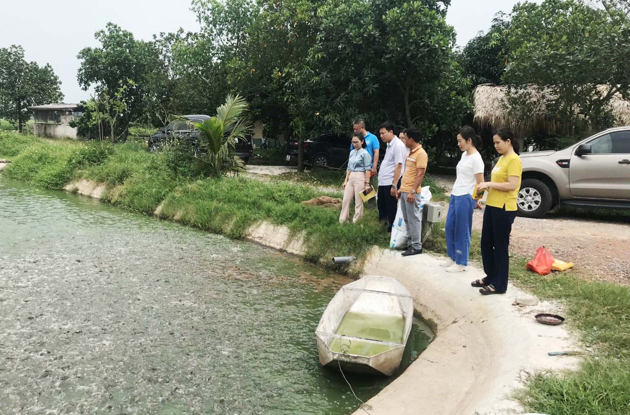Mô hình nuôi thương phẩm cá trê vàng theo hướng VietGap phù hợp với điều kiện tỉnh Hải Dương