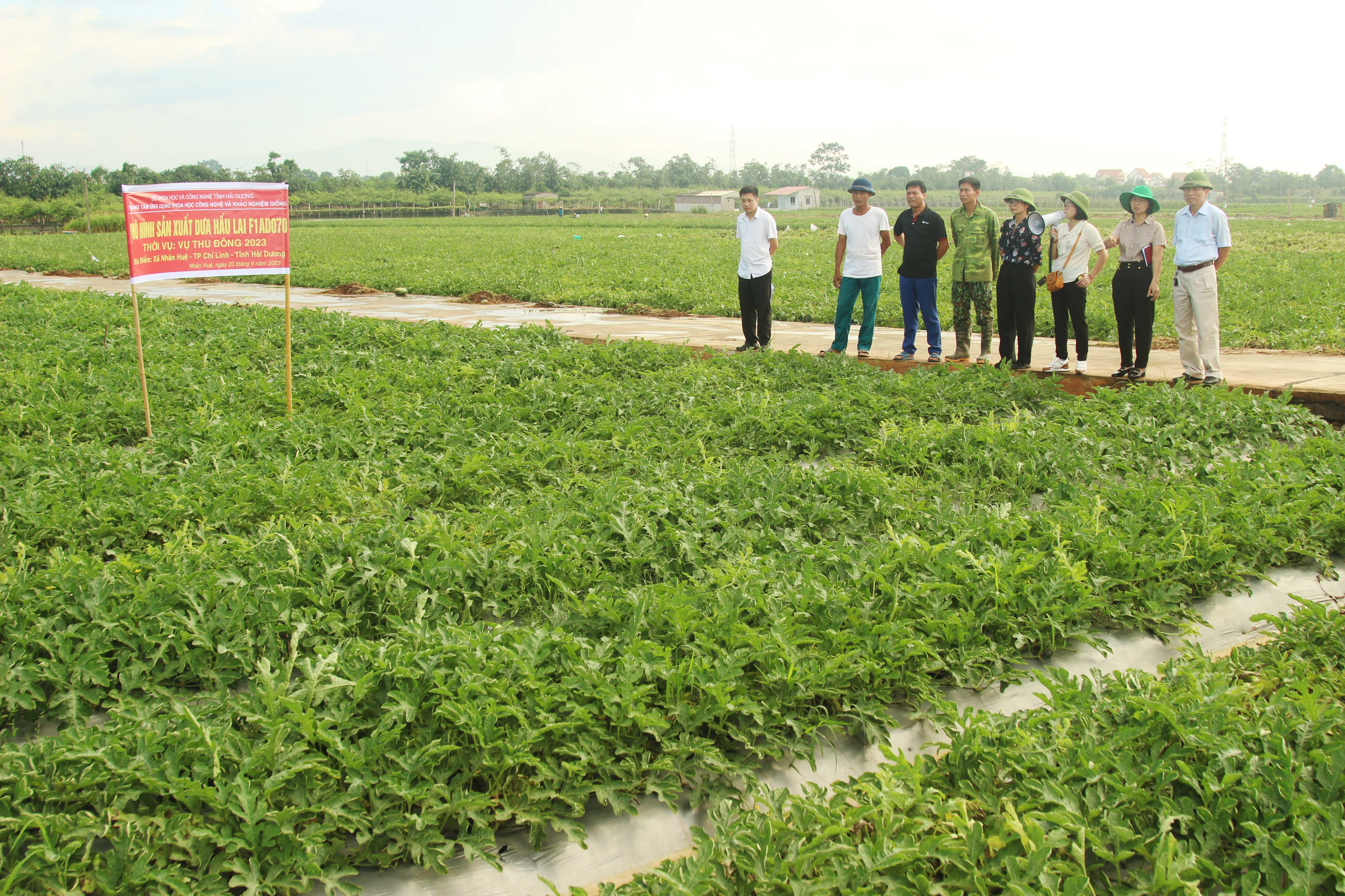 Giống dưa hấu lai F1 AD 070 cho năng suất, hiệu quả kinh tế cao