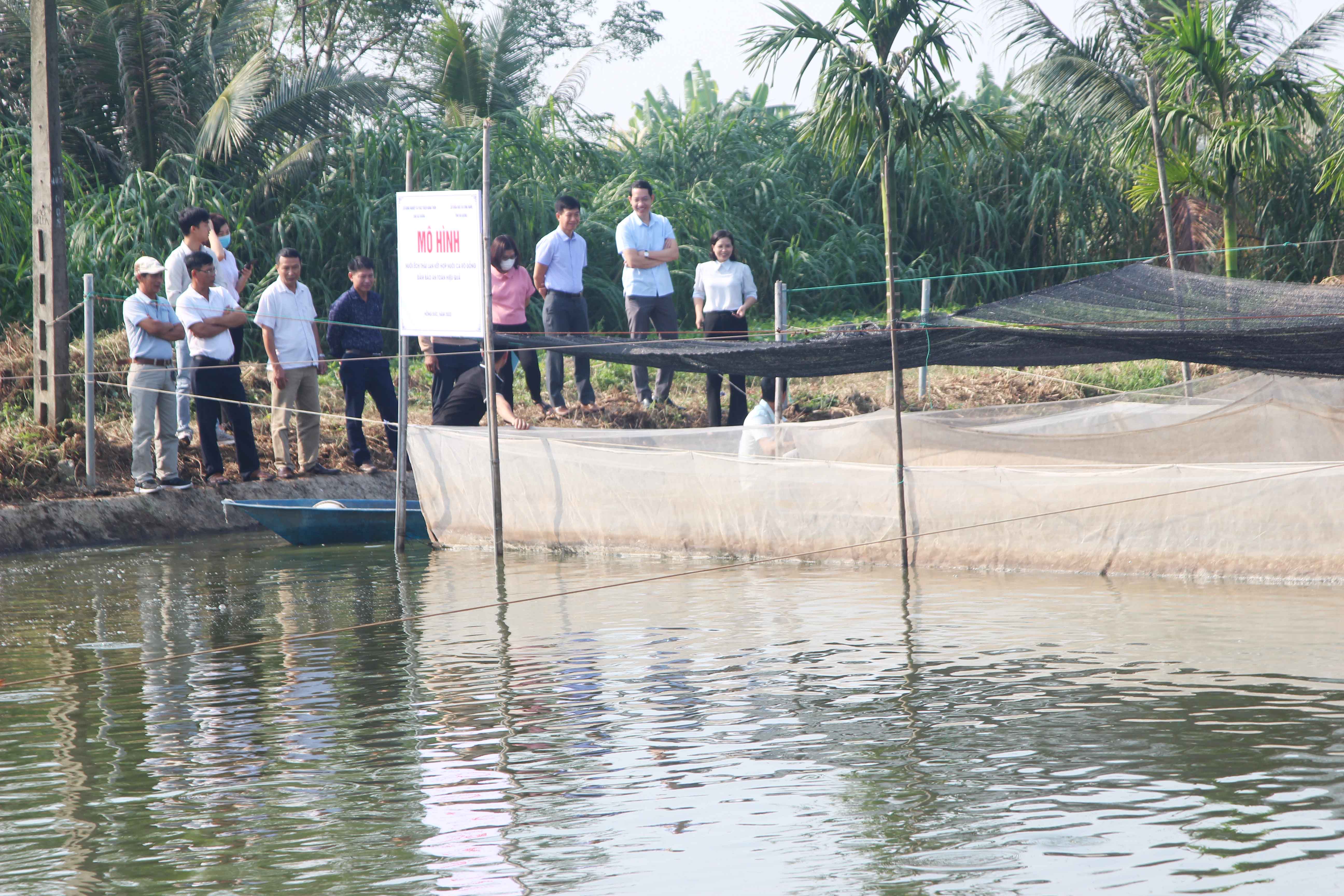 Mô hình nuôi ếch Thái Lan kết hợp nuôi cá rô đồng đảm bảo an toàn, hiệu quả