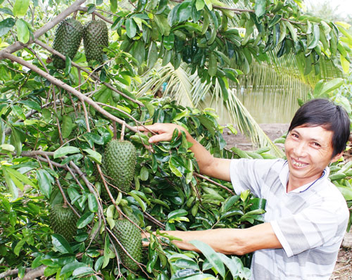 Kỹ thuật trồng mãng cầu xiêm cho năng suất cao nhất