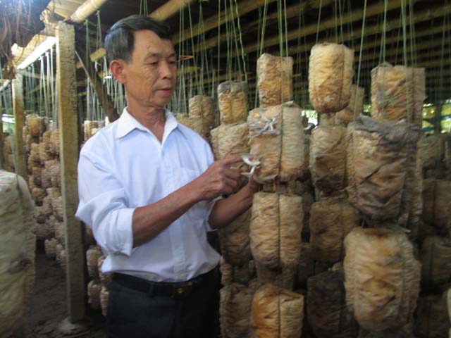Trồng nấm, lãi 300 triệu đồng mỗi năm