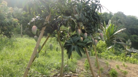 Lào Cai: mô hình trồng thử nghiệm giống xoài ăn xanh ( GL4 và VRQ-XXI) tại xã Cam Đường