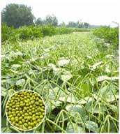 Lai tạo giống đậu xanh chịu hạn