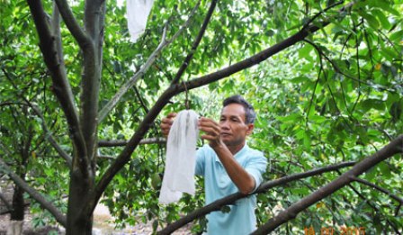 Tạo cơ nghiệp từ cây mãng cầu Xiêm