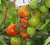 Một số giống rau vụ đông và xuân hè tại các tỉnh phía Bắc