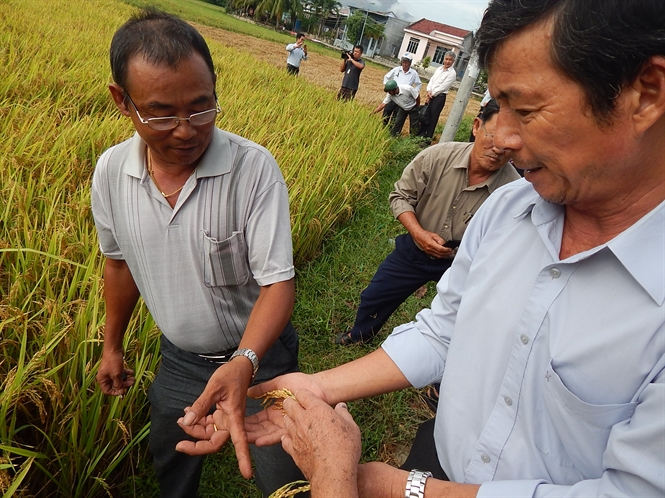 Các giống lúa chịu hạn