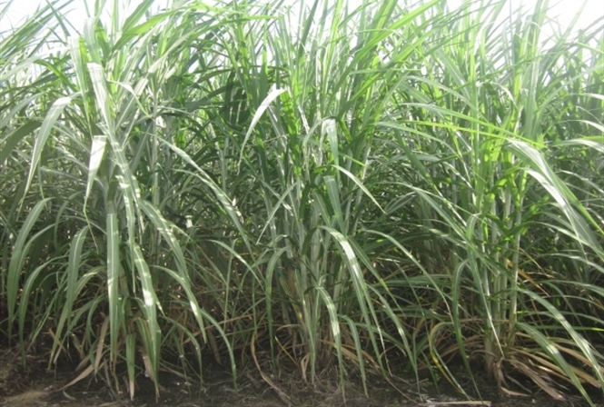 Giống mía lai VN 09-108