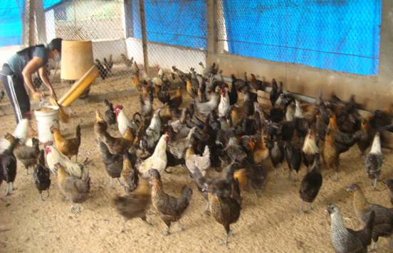 Điện Biên: Nuôi gà xương đen cho hiệu quả kinh tế cao