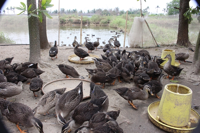 Nuôi vịt trời vừa dễ vừa không lo đầu ra