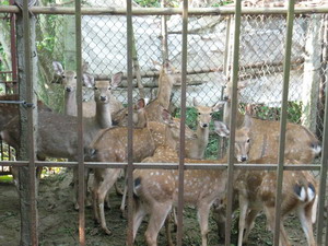 Làm giàu nhờ nuôi hươu sao