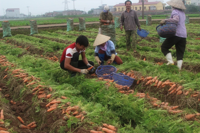 Cẩm Giàng: Trồng cà rốt vụ xuân thu lãi 8 triệu đồng/sào