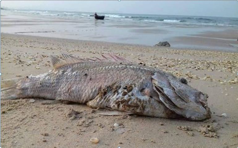 Bộ KH&CN lập đoàn chuyên gia độc lập tìm nguyên nhân cá chết 