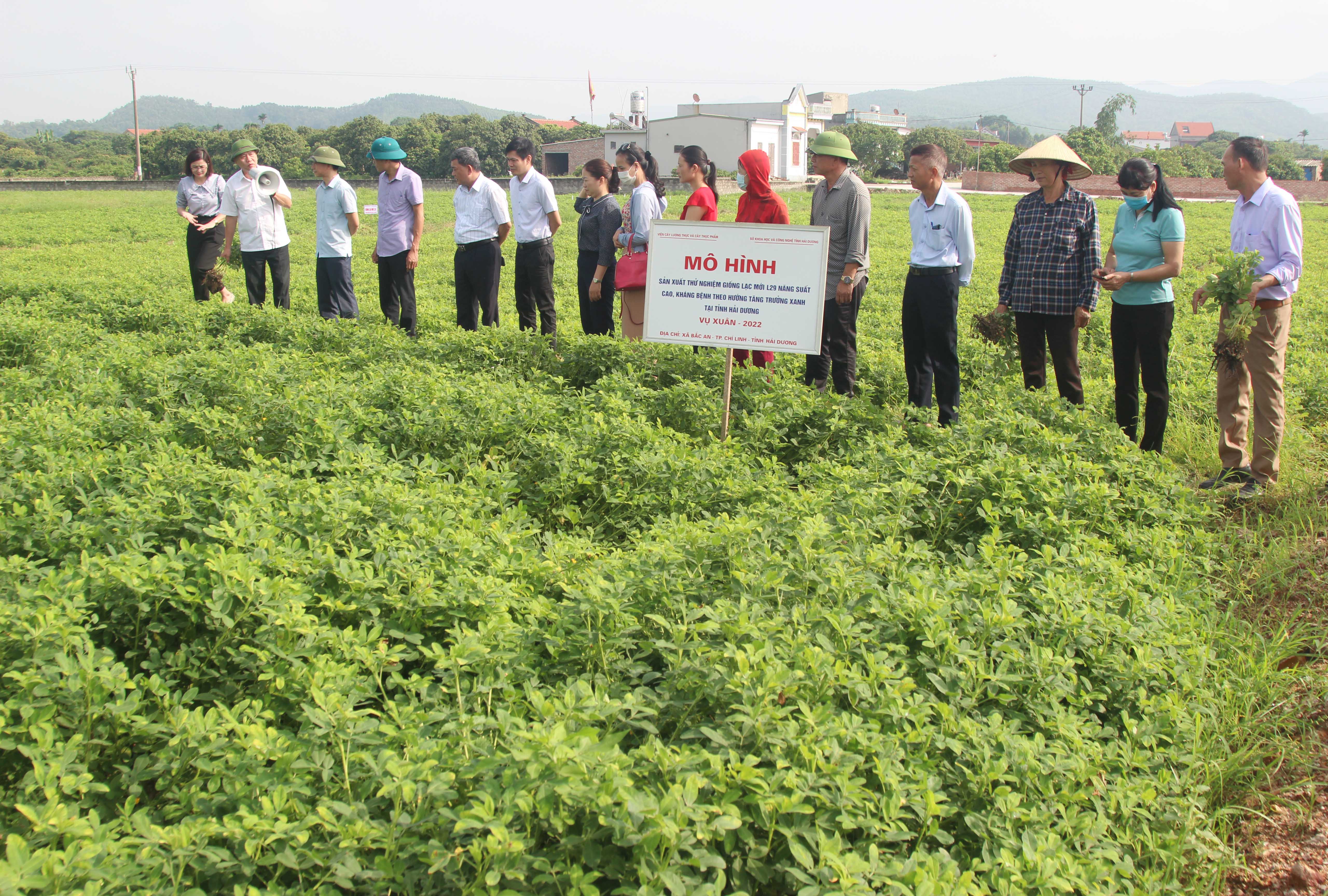 Giống lạc mới L29 cho năng suất cao