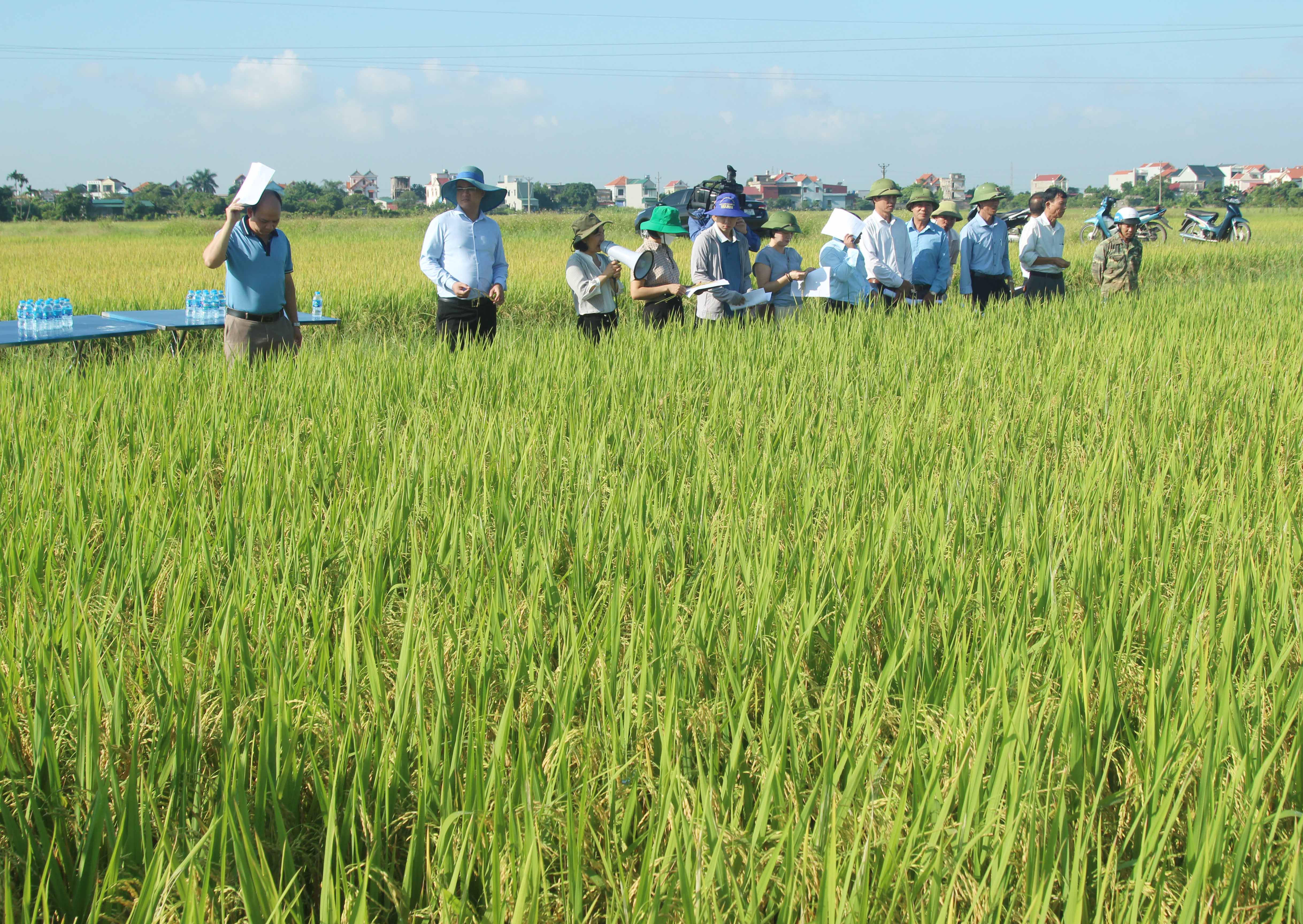 Mô hình lúa Đài Thơm 8 cho năng suất từ 62,2 - 62,97 tạ/ha.