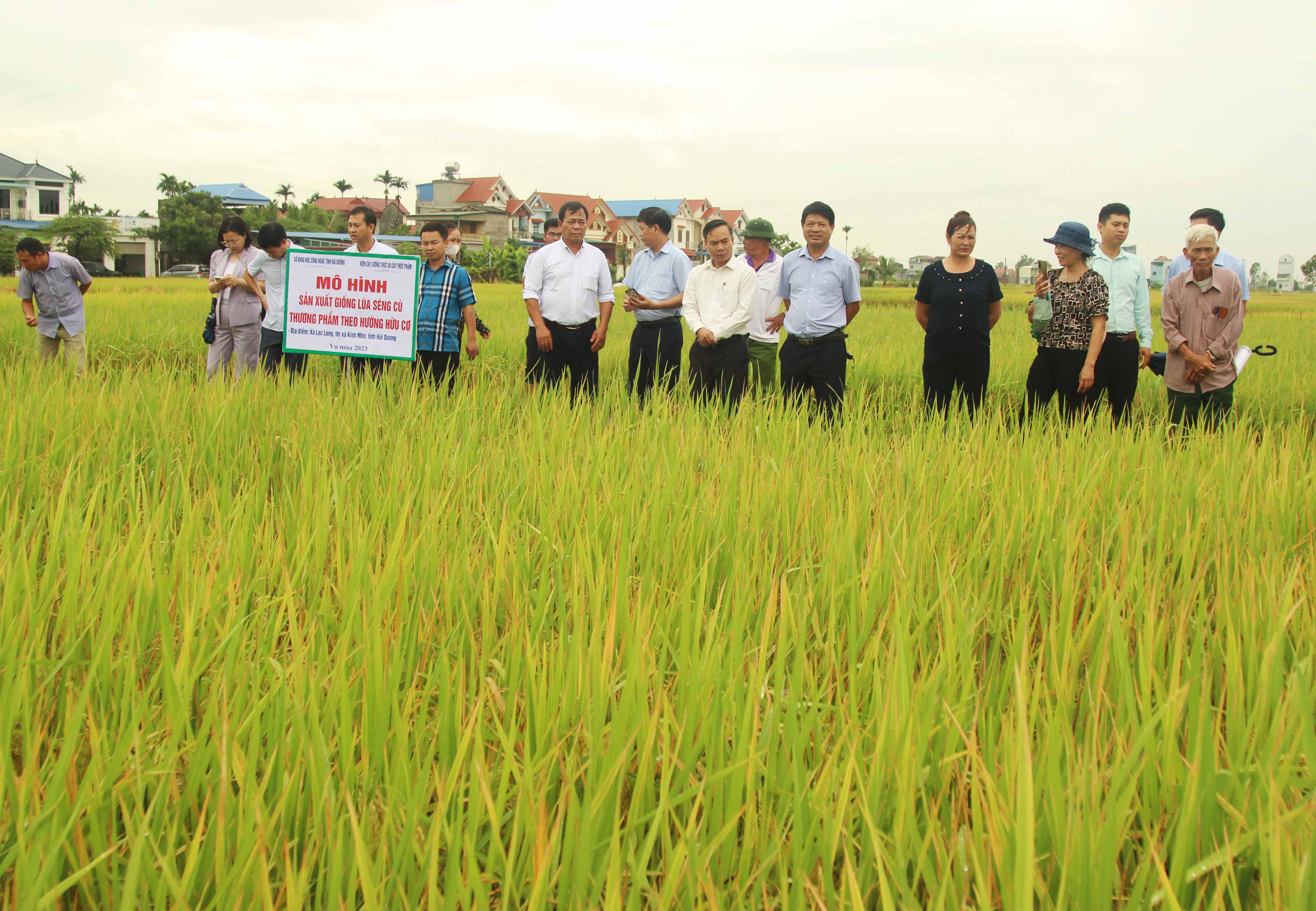 Mô hình sản xuất lúa Séng cù thương phẩm theo hướng hữu cơ