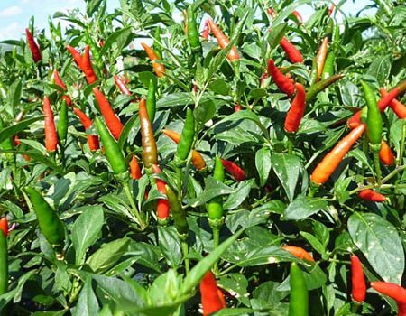 Cách bón phân để ớt sai quả, chín đều