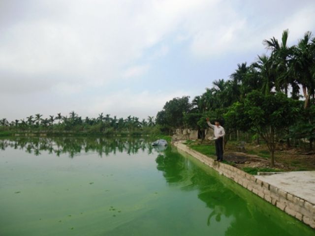 Hiệu quả từ mô hình nuôi các giống thủy sản mới