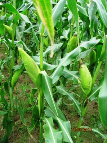 Hai giống ngô nếp lai MX10 và Wax48