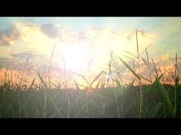 Cuộc chạy đua trong nghiên cứu về giống cây trồng chịu hạn