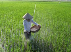 Chăm sóc lúa mùa