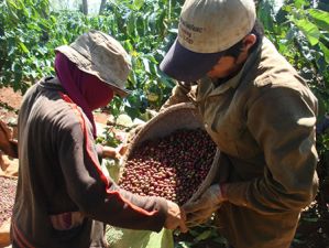 Càphê Buôn Ma Thuột bị nước ngoài đăng ký bảo hộ !