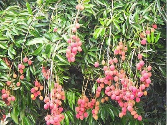 Tình hình dịch hại và một số giải pháp từ nay đến cuối vụ