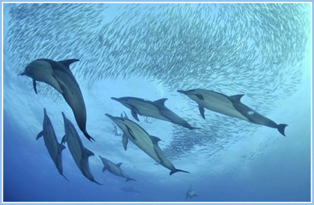 Nghiên cứu thành công kỹ thuật sản xuất giống cá heo