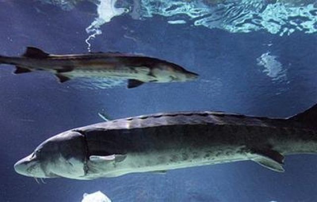 Cảnh báo cá tầm giá rẻ nhập lậu từ Trung Quốc