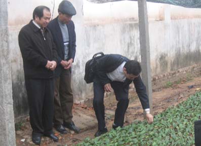 Xây dựng thương hiệu chè mới: Thương hiệu Chè Thanh Mai đã bị mất bản quyền