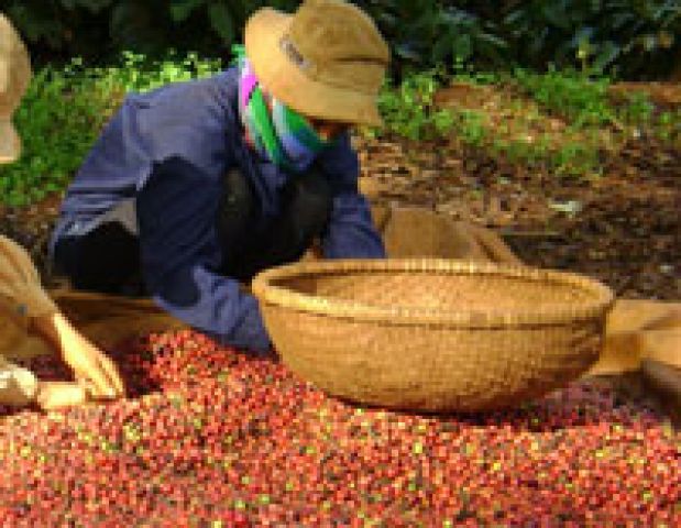 Đăng ký bảo hộ nhãn hiệu tại nước ngoài: Cần sử dụng hiệu quả hơn Nghị định thư Madrid