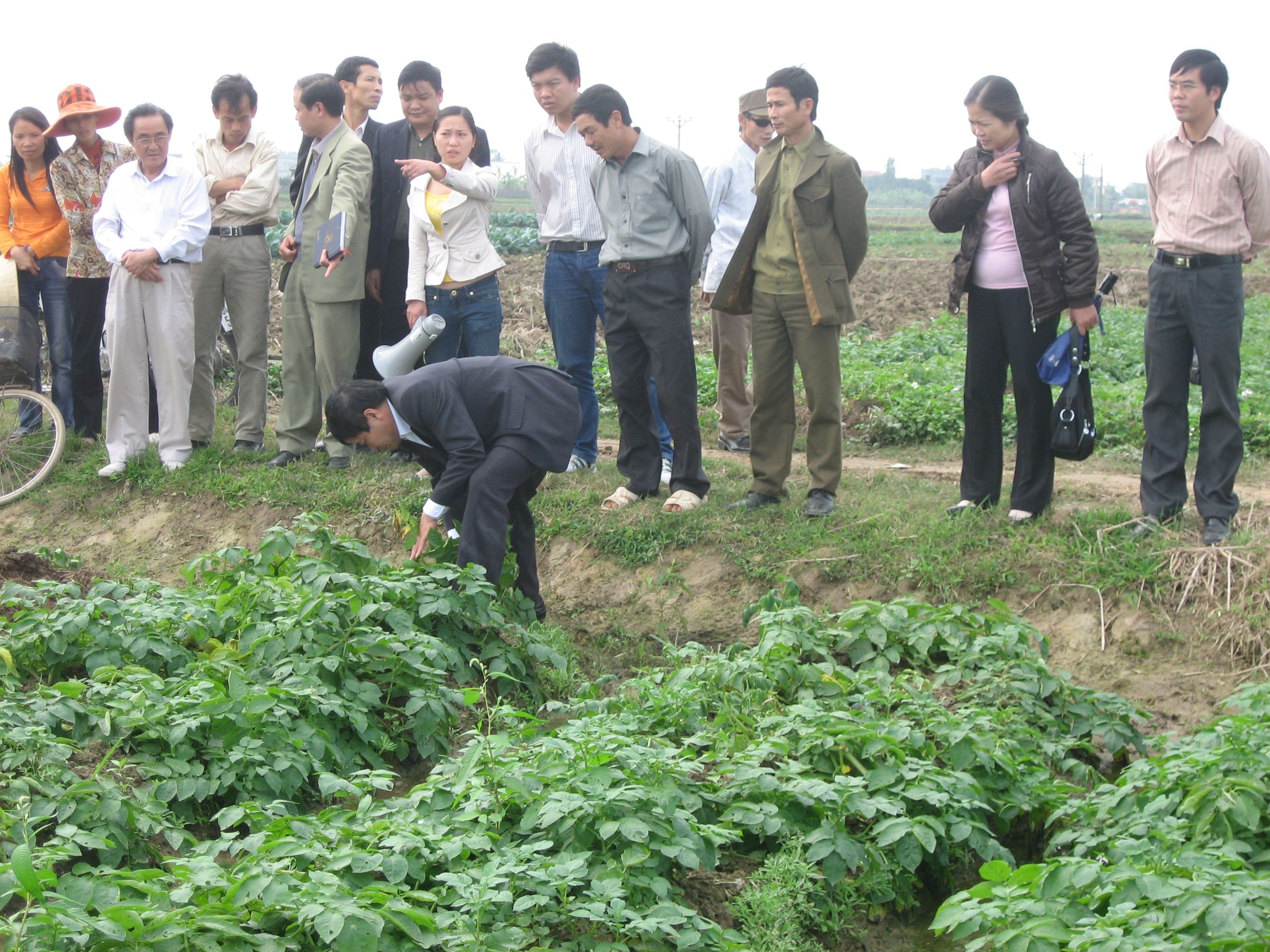 Hải Dương; xây dựng mô hình sản xuất khoai tây hàng hoá