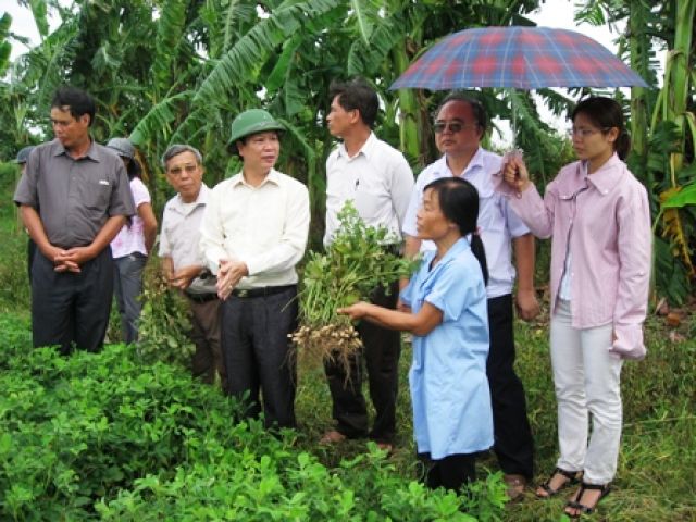 Giống lạc LĐN – 02 đạt năng suất trên 30 tạ/ha