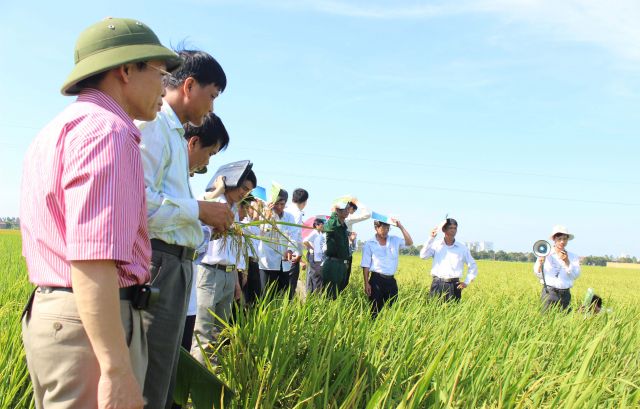 Công ty TNHH MTV Giống cây trồng Hải Dương triển khai cung ứng, dịch vụ giống cây trồng