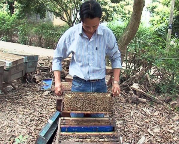 Ứng dụng tiến bộ kỹ thuật tạo thành công đàn ong chúa ngoại.
