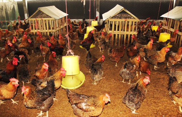 Nuôi gà lông màu hướng thịt TP cho hiệu quả kinh tế cao