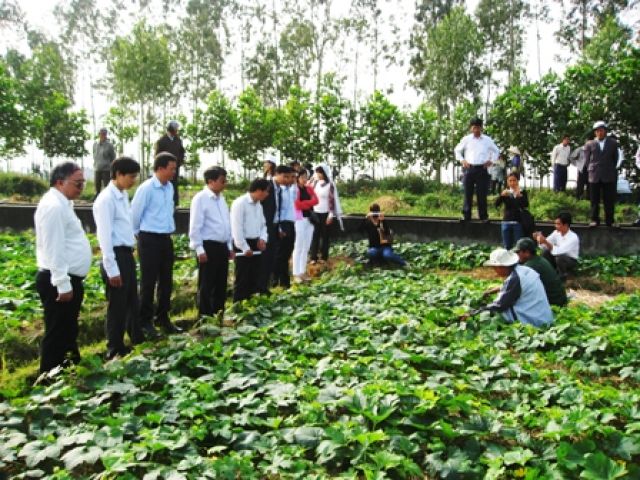 Hiệu quả từ giống bí xanh số 2