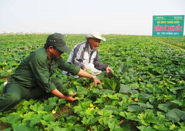 Giống Bí xanh số 2 hiệu quả kinh tế rất cao.