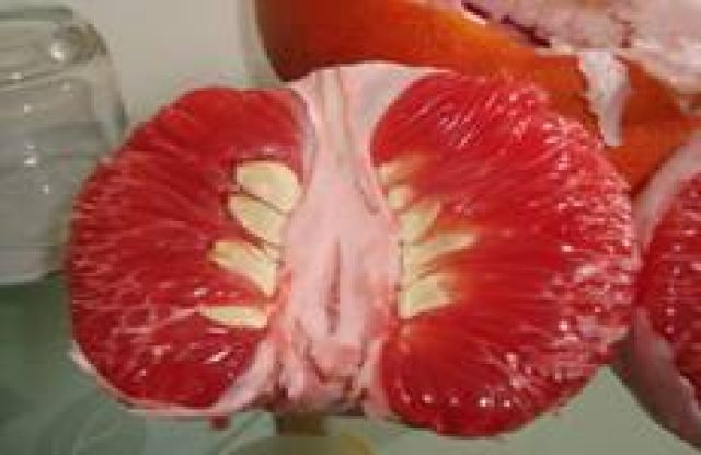 Bảo hộ chỉ dẫn địa lý Luận Văn cho sản phẩm bưởi