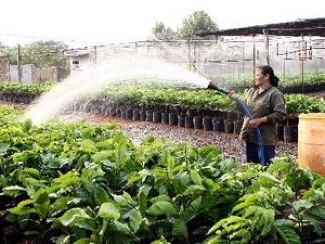 Thực nghiệm mô hình cải tạo cây càphê chè catimor